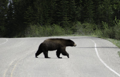 We were lucky enough to see two bears within 1/4 mile of each other.  This is one that was crossing the road about 5 miles south of the Canada/USA border.   As we started to pull away there was another bear that came out as well.   