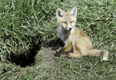 Just outside the hotel entrance by the parking area is a fox den with two pups.  This is one of the two pups.   Apparently the mother got run over and killed and now the father is taking care of the two.   They were gorgeous