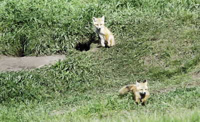 The two fox pups outside the hotel at Waterton Park in Canada.