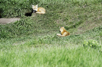 The two fox pups. 