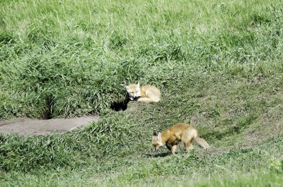 The two fox pups