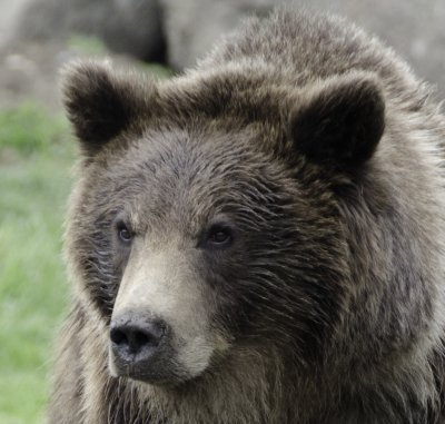 If anyone watches America the Wild then you will know who Brutus and Casey Anderson are.  If not - Casey Anderson is the host.  Brutus is the cub that came to Casey as a newborn and has since bonded and grown up with Casey.  Brutus does quite a bit of television work.  Casey started a bear research facility in Bozeman, Montana.   During our vacation we stayed at Bozeman while enjoying Yellowstone National Park.   This was an excellent way to spend an hour or two - taking pictures of Brutus!!  He is quite big and quite enjoyable!!