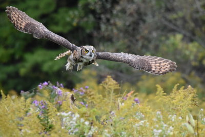 raptor_workshop_canada