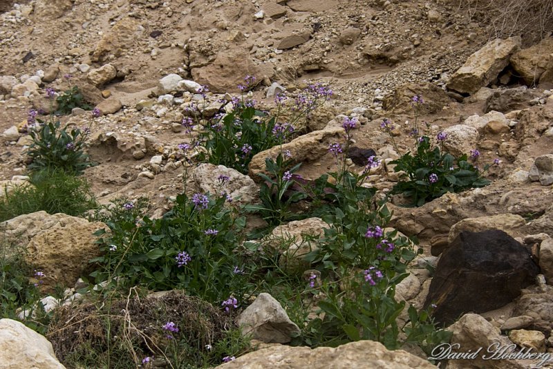 tal_DSC_1623s.jpg