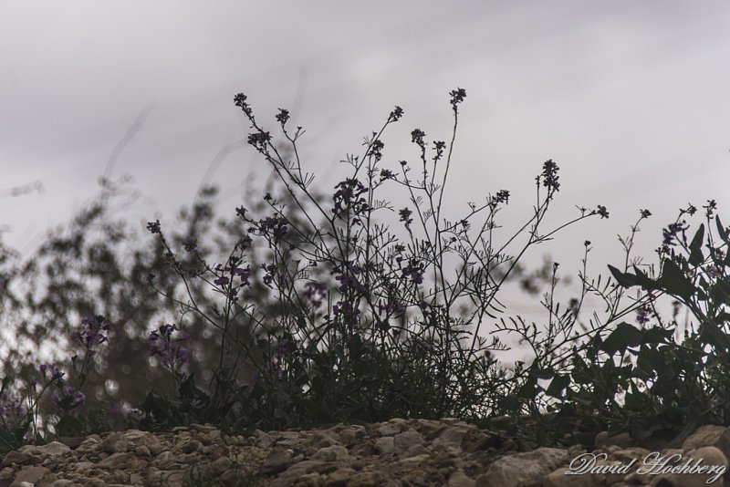 tal_DSC_1625s.jpg