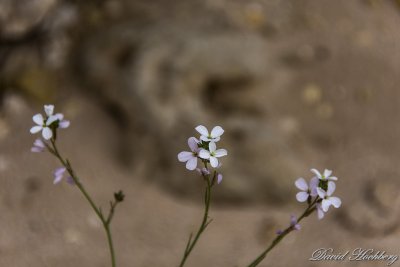 tal_DSC_1622s.jpg