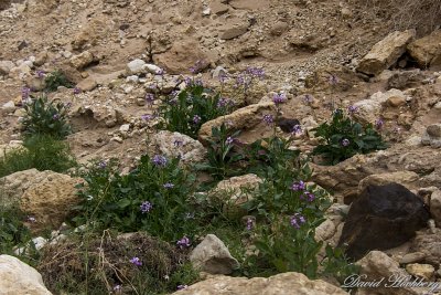 tal_DSC_1623s.jpg