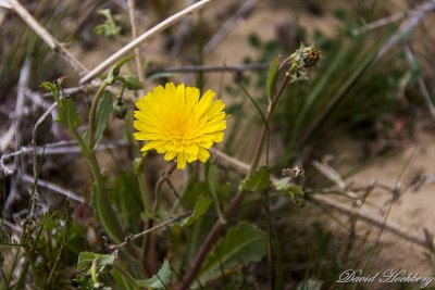tal_DSC_1629s.jpg