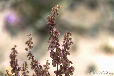 tal_DSC_1637s.jpg
