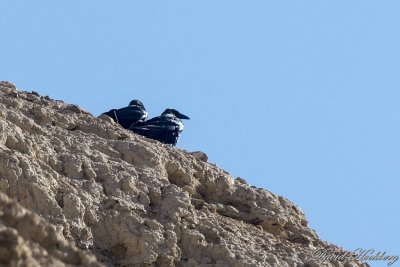 tal_DSC_1742s.jpg