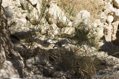 tal_DSC_1768s.jpg