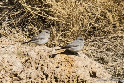 tal_DSC_1773s.jpg