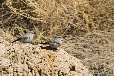 tal_DSC_1777s.jpg