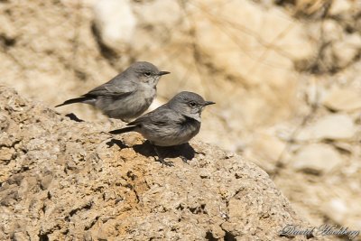tal_DSC_1782s.jpg