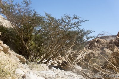 tal_DSC_1820s.jpg