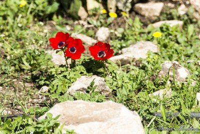 tal_DSC_1957s.jpg