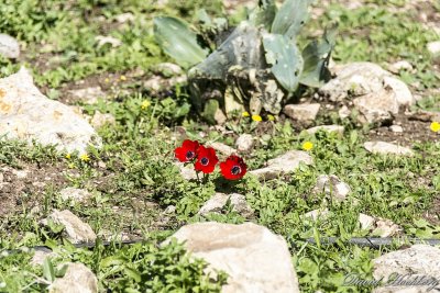 tal_DSC_1959s.jpg