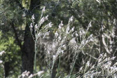tal_DSC_1976s.jpg