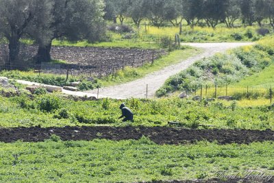 tal_DSC_1977s.jpg