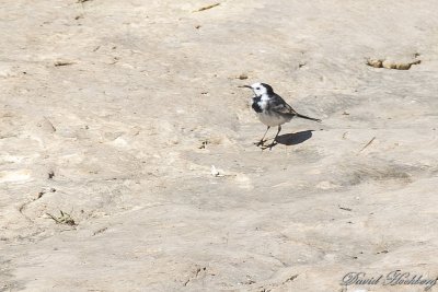 tal_DSC_1984s.jpg