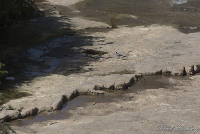 tal_DSC_1986s.jpg