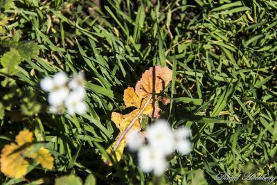 tal_DSC_1994s.jpg
