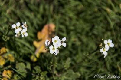 tal_DSC_1995s.jpg