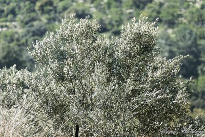 tal_DSC_1997s.jpg