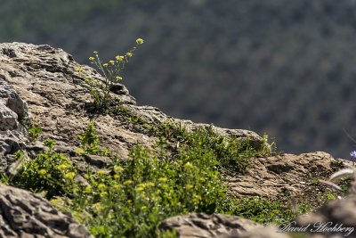 tal_DSC_2044s.jpg