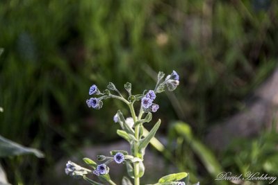 tal_DSC_2045s.jpg