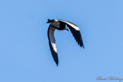 tal_DSC_2058s.jpg