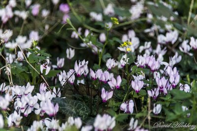 tal_DSC_2097s.jpg