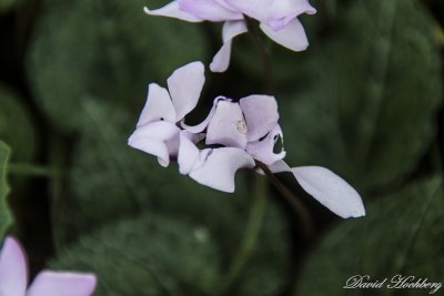 tal_DSC_2101s.jpg