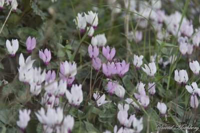 tal_DSC_2103s.jpg