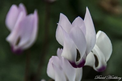 tal_DSC_2104s.jpg
