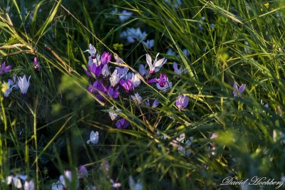tal_DSC_2111s.jpg