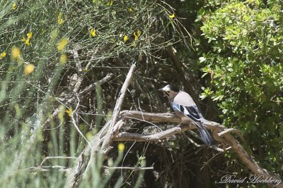 tal_DSC_3419s.jpg