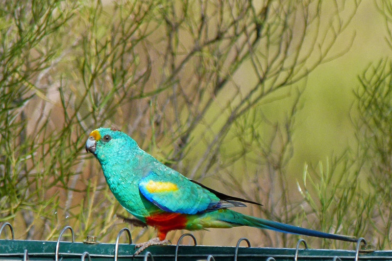 Mulga Parrot