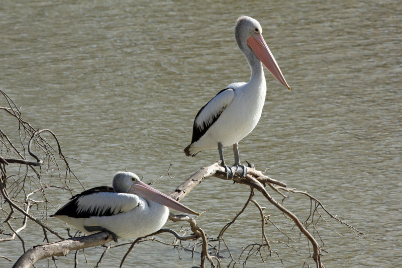 Australian Pelican