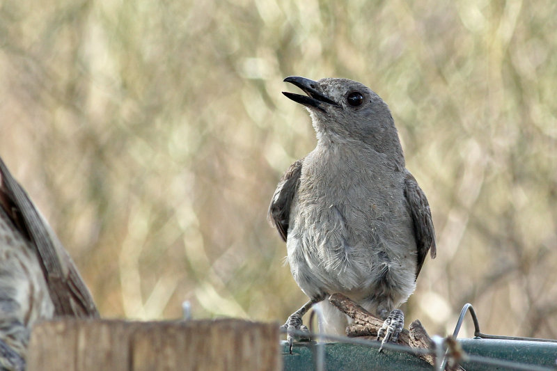 Grey Shrike-thrush