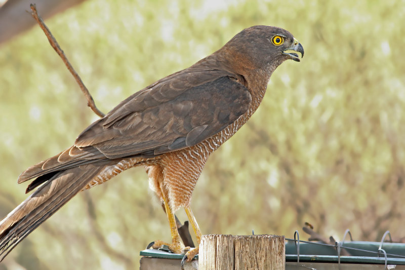 Brown Goshawk