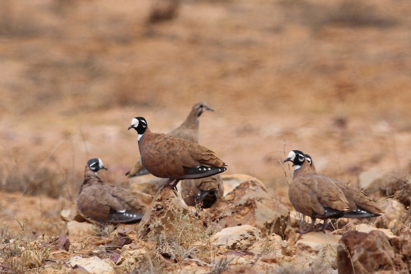 Flock Bronzewing