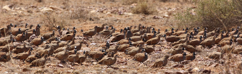 Flock Bronzewing