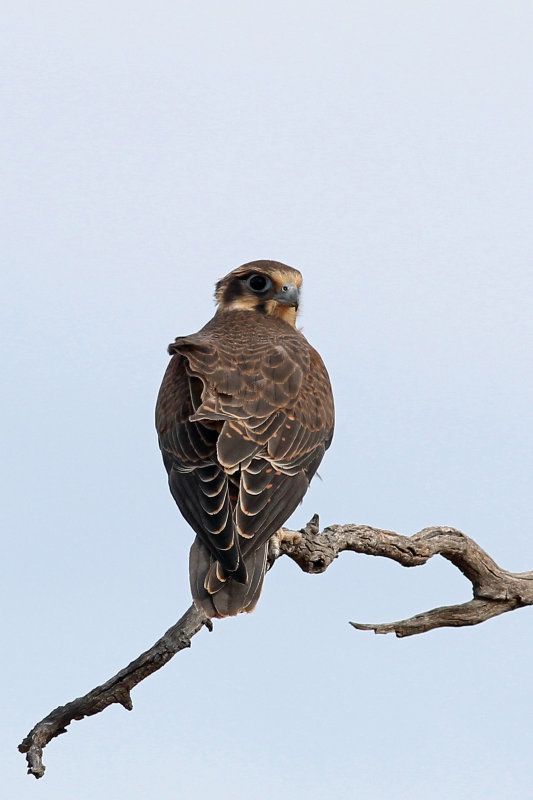 Brown Falcon
