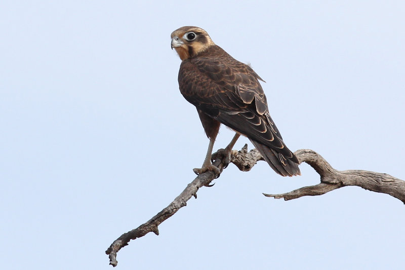 Brown Falcon