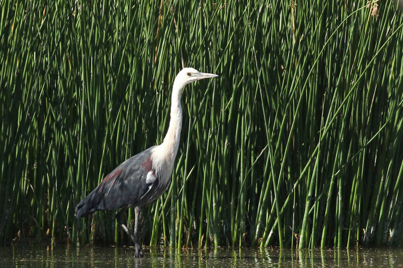 White-necked Heron