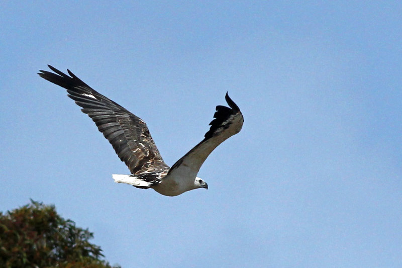 White-bellied Sea-eagle