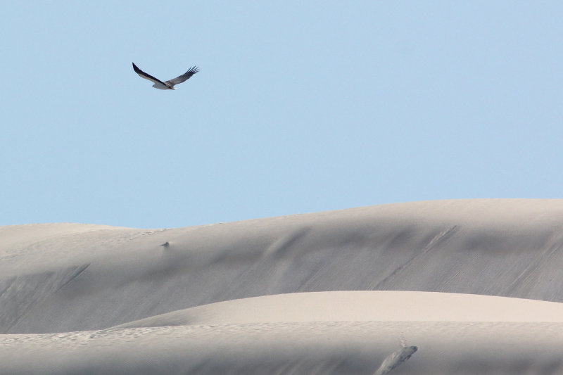 White-bellied Sea-eagle