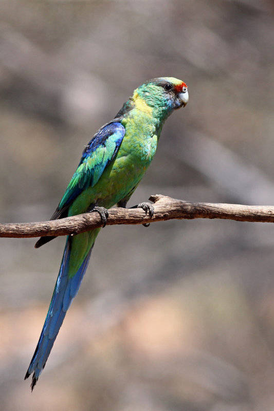Australian (Mallee) Ringneck