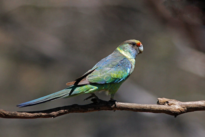 Australian Ringneck